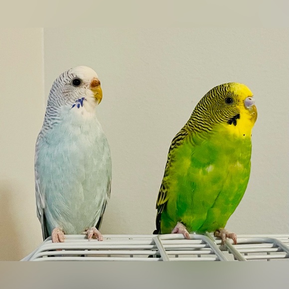 Meet your Posher, Susan - Picture 5 of 5